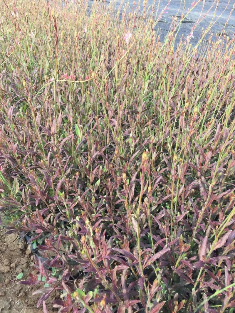 山桃草产地直销山桃草欢迎选购。100万处理