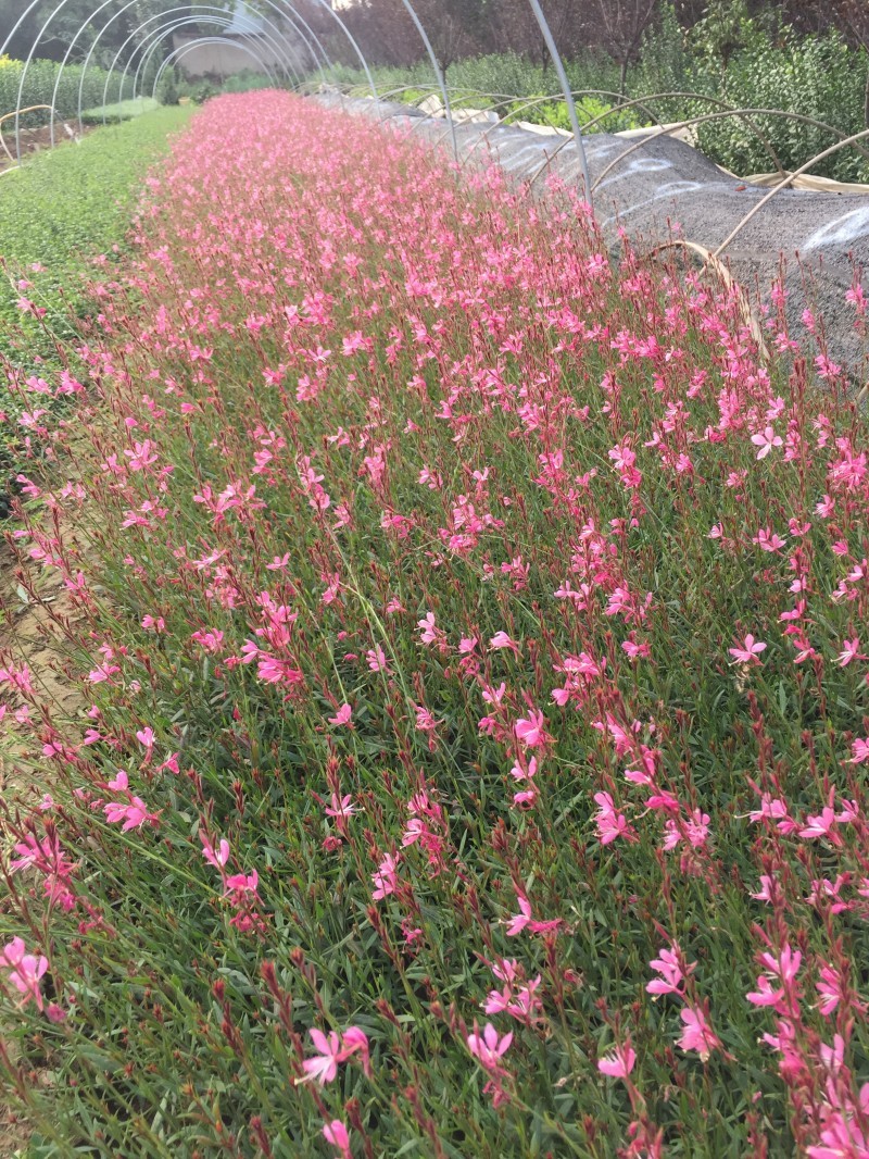 山桃草产地直销山桃草欢迎选购。100万处理