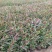 山桃草产地直销山桃草欢迎选购。100万处理