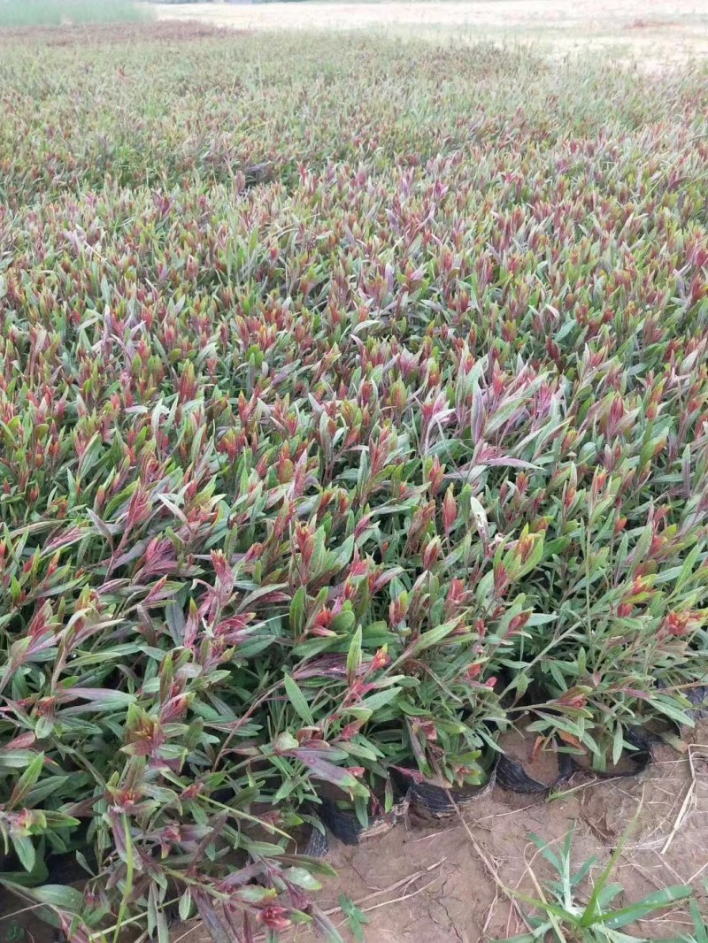 山桃草产地直销山桃草欢迎选购。100万处理
