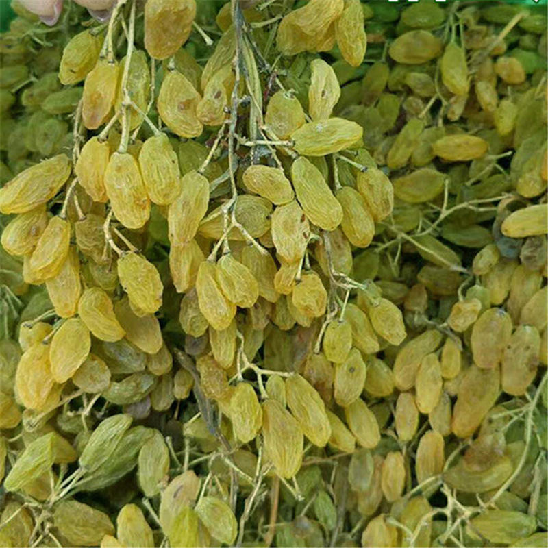 2019年新货新疆葡萄干5斤散装吐鲁番树上黄葡萄干零食包
