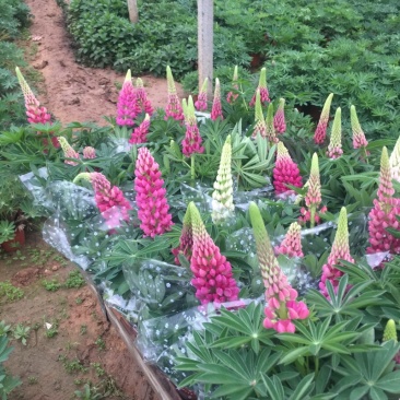 鲁冰花种植基地鲁冰花农户直销青州鲁冰花价格