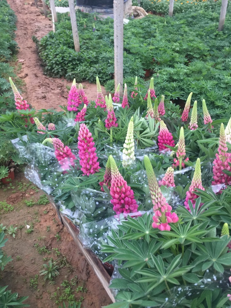 鲁冰花种植基地鲁冰花农户直销青州鲁冰花价格