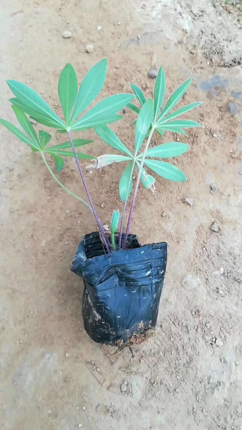 鲁冰花种植基地鲁冰花农户直销青州鲁冰花价格