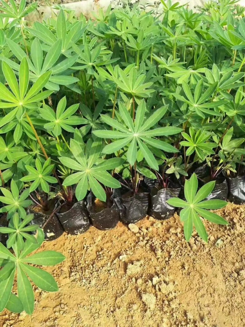 鲁冰花种植基地鲁冰花农户直销青州鲁冰花价格