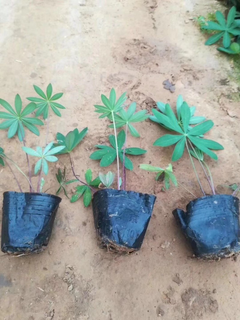 鲁冰花种植基地鲁冰花农户直销青州鲁冰花价格
