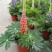鲁冰花种植基地鲁冰花农户直销青州鲁冰花价格