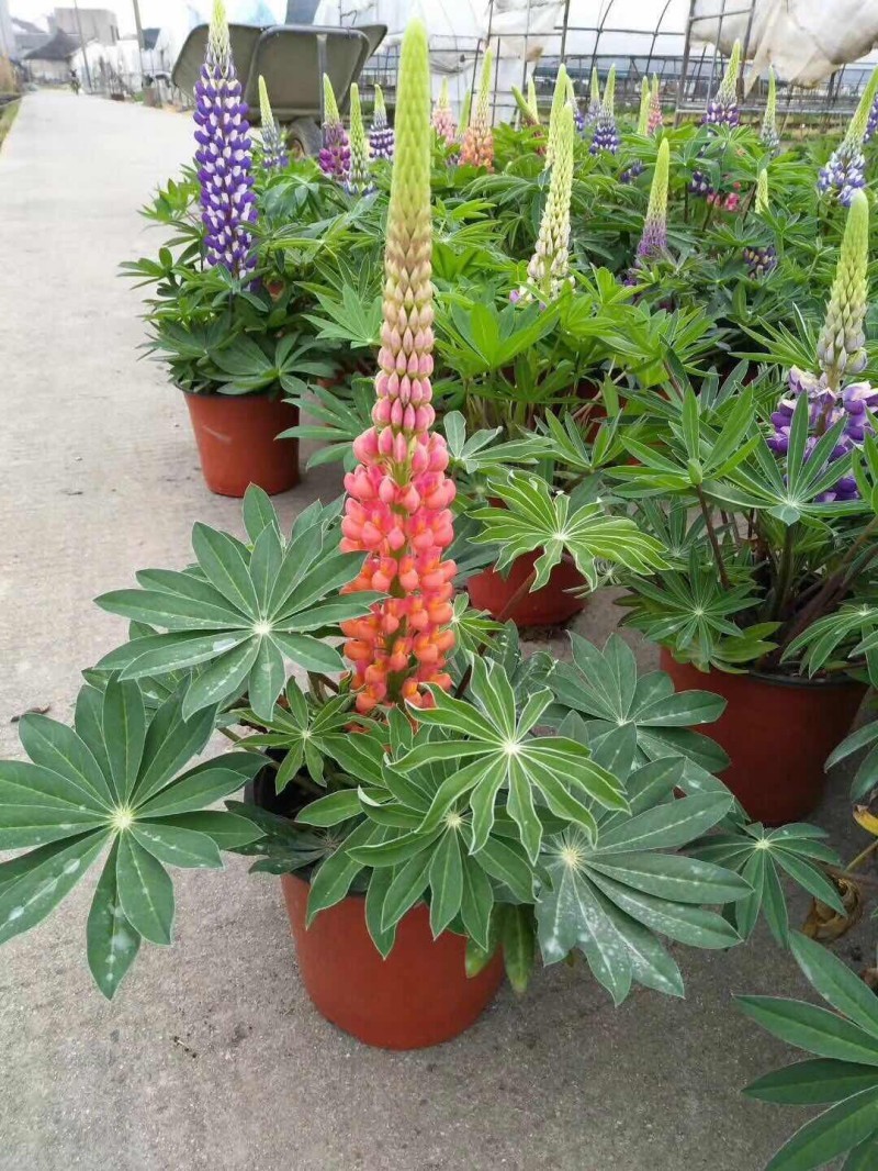 鲁冰花种植基地鲁冰花农户直销青州鲁冰花价格