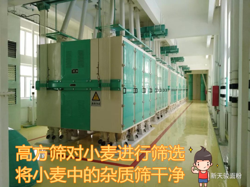正常发货新疆天骏面粉5kg10斤塔城小麦粉高筋拉面
