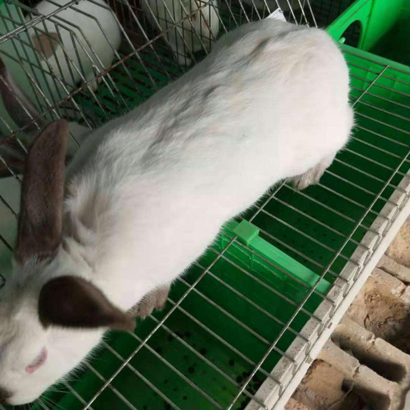 原种伊拉兔种兔生长速度快抗病力强包教技术包回收签订合同