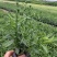 荷兰菊基地直销荷兰菊大量供应。300万处理。