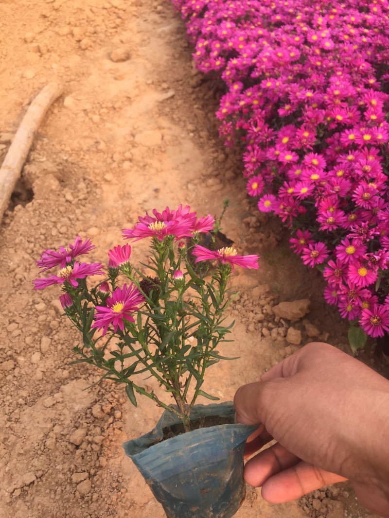 荷兰菊基地直销荷兰菊大量供应。300万处理。