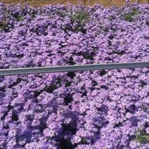 紫菀常年供应紫菀大量供应80万紫菀自产自销