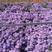 紫菀常年供应紫菀大量供应80万紫菀自产自销
