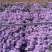 紫菀常年供应紫菀大量供应80万紫菀自产自销