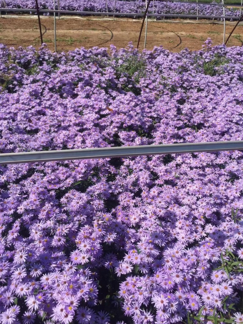 紫菀常年供应紫菀大量供应80万紫菀自产自销