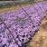 紫菀常年供应紫菀大量供应80万紫菀自产自销