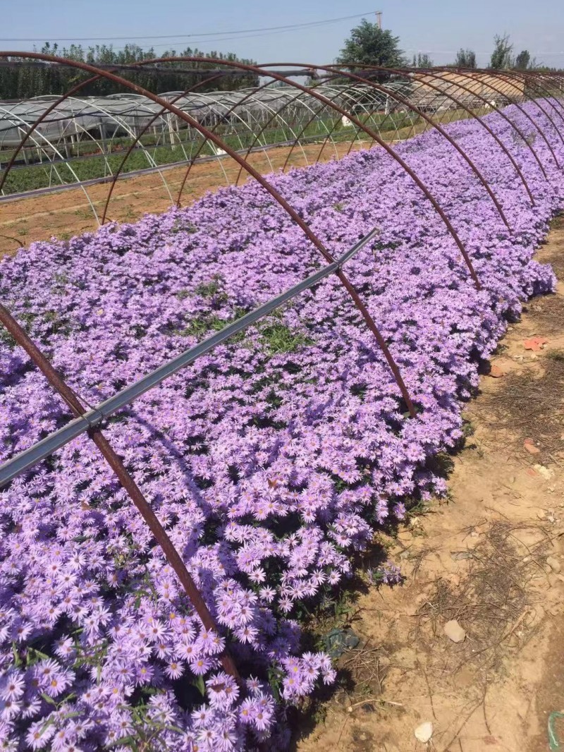 紫菀常年供应紫菀大量供应80万紫菀自产自销