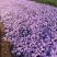 紫菀常年供应紫菀大量供应80万紫菀自产自销