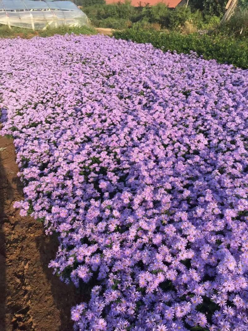 紫菀常年供应紫菀大量供应80万紫菀自产自销