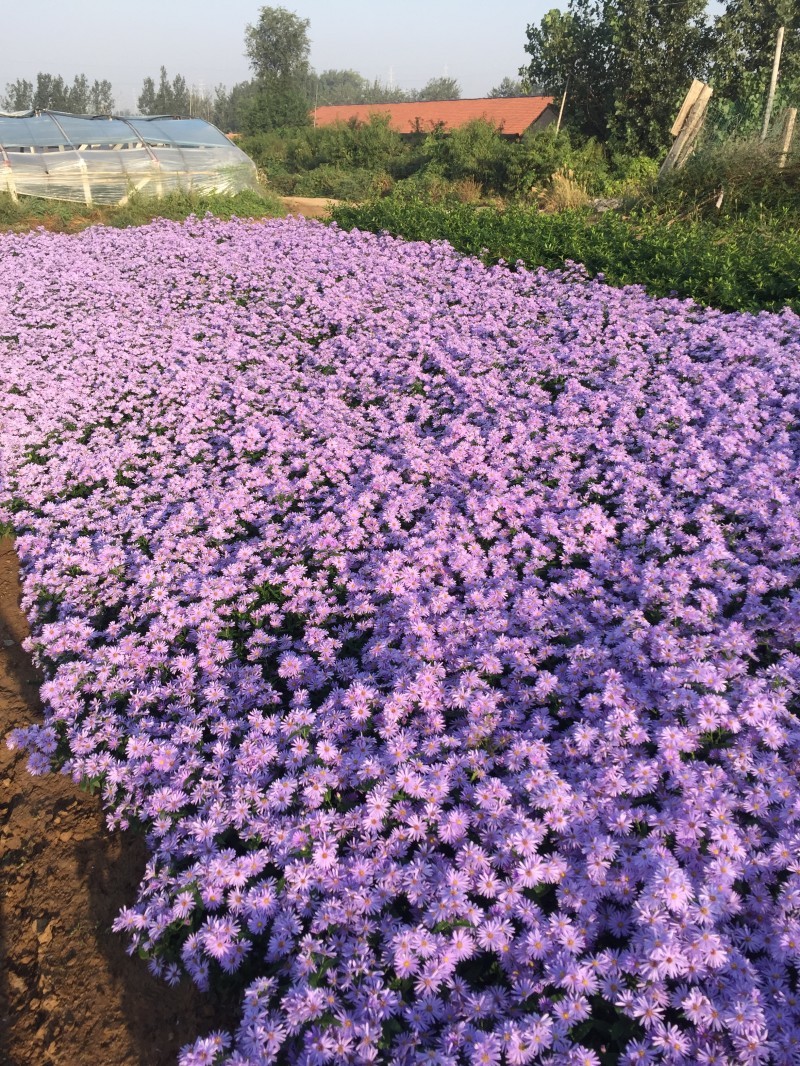 紫菀常年供应紫菀大量供应80万紫菀自产自销