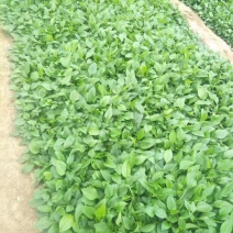 松果菊自产自销松果菊种植基地。500万。处理