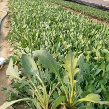 天人菊基地直销天人菊500万株处理