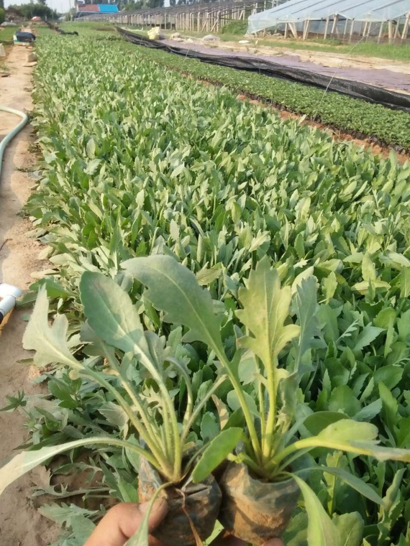 天人菊基地直销天人菊500万株处理