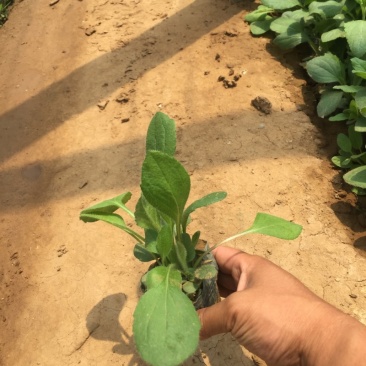 黑心菊自产自销花仙子种植基地