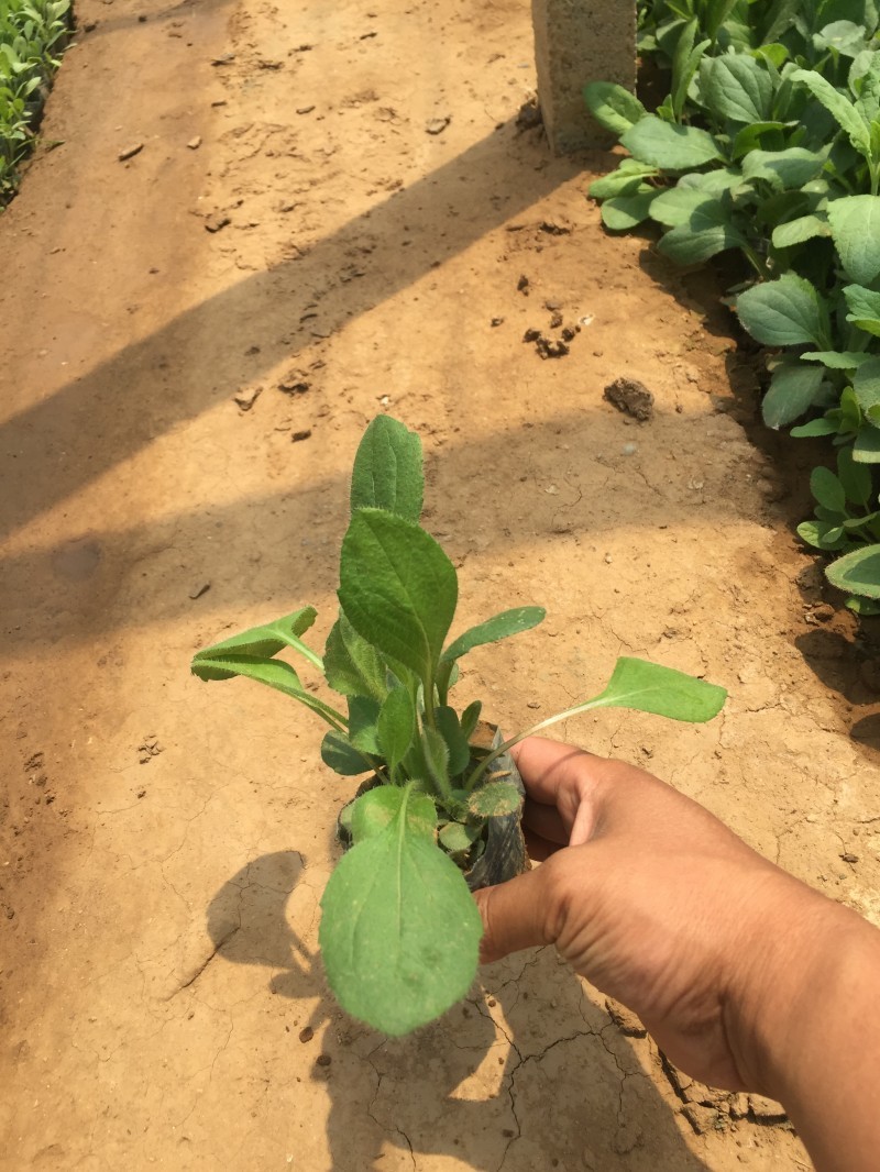 黑心菊自产自销花仙子种植基地