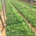 黑心菊自产自销花仙子种植基地