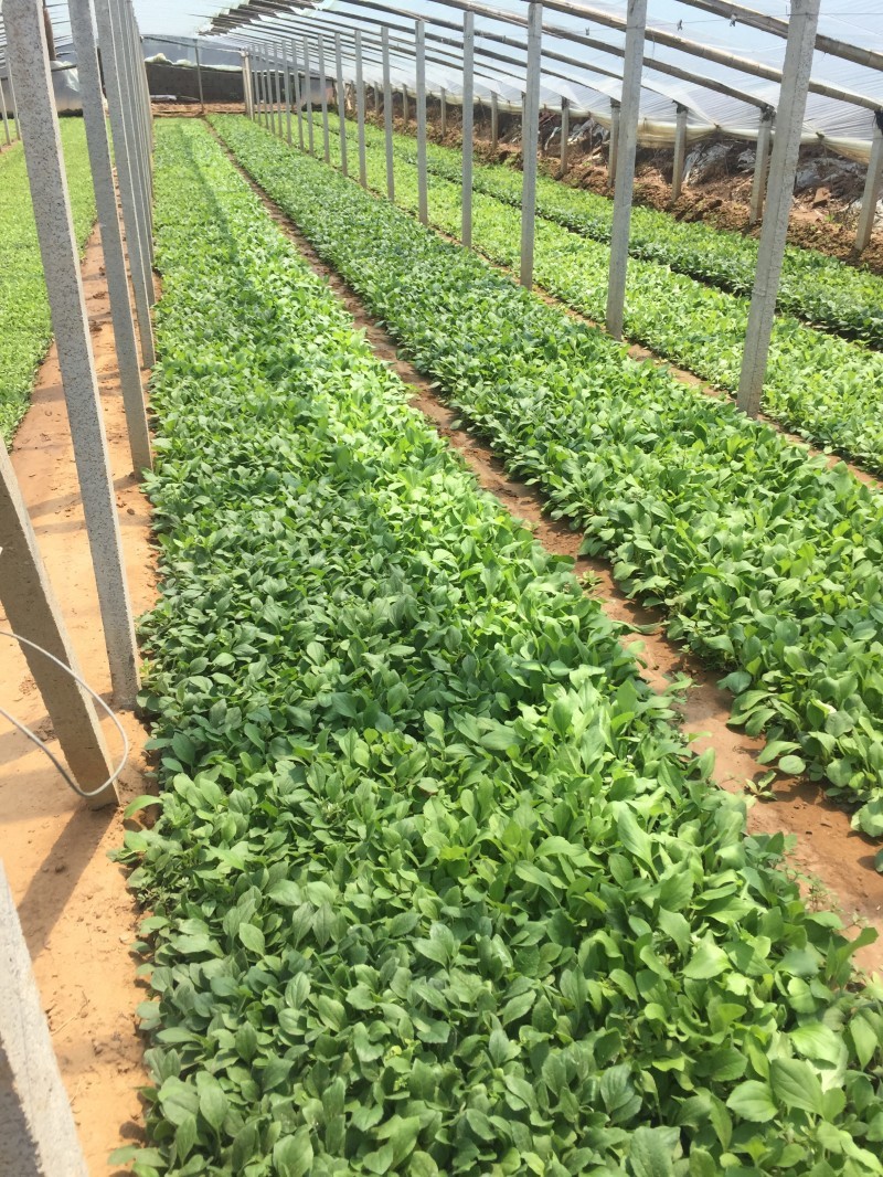 黑心菊自产自销花仙子种植基地