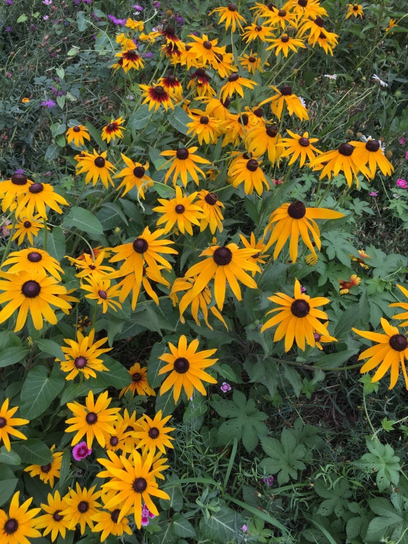 黑心菊自产自销花仙子种植基地