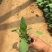 金光菊种植基地金光菊批发价格金光菊一手货源