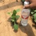 金光菊种植基地金光菊批发价格金光菊一手货源