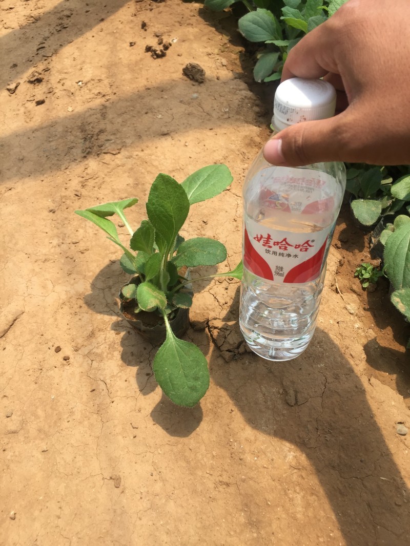金光菊种植基地金光菊批发价格金光菊一手货源