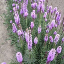 蛇鞭菊自产自销蛇鞭菊农户直销。600万低价出售