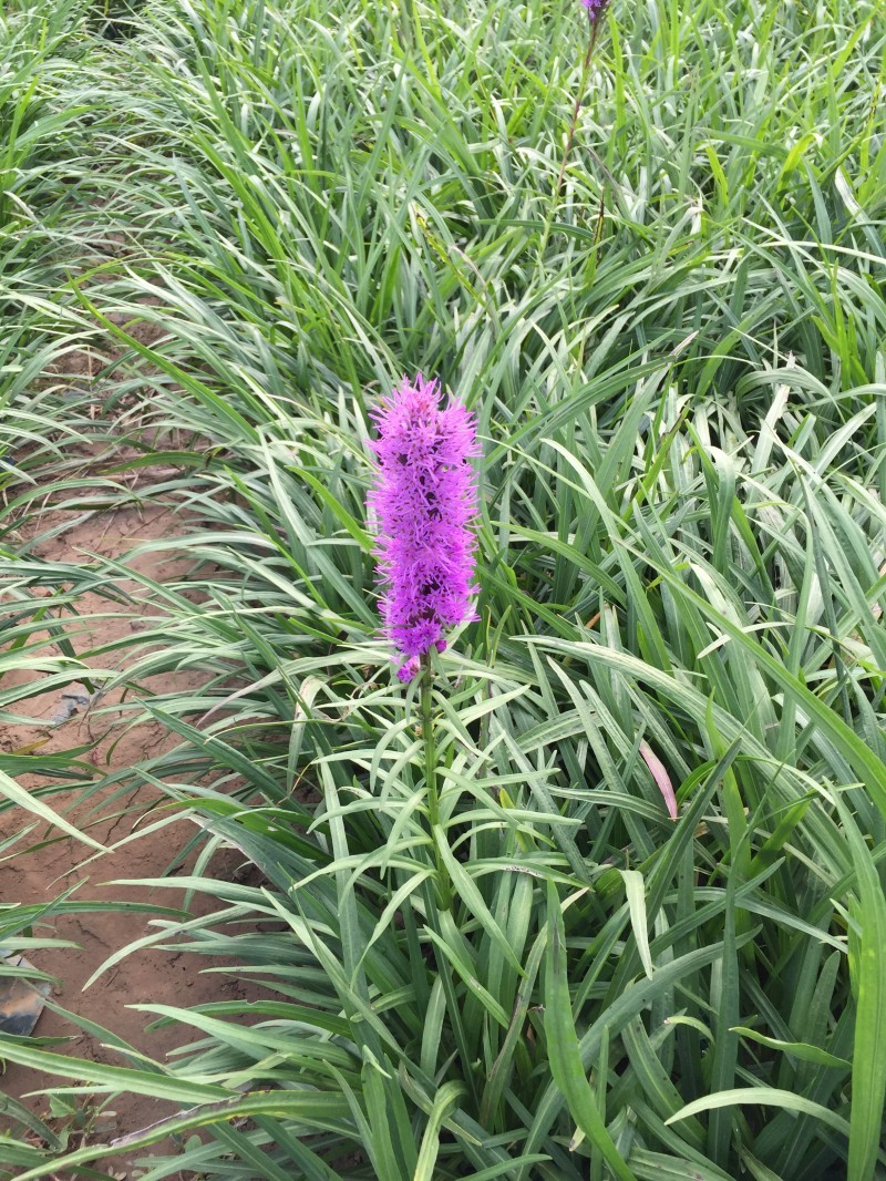 蛇鞭菊自产自销蛇鞭菊农户直销。600万低价出售