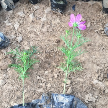 波斯菊自产自销波斯菊农户价格。波斯菊300万处理