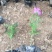 波斯菊自产自销波斯菊农户价格。波斯菊300万处理