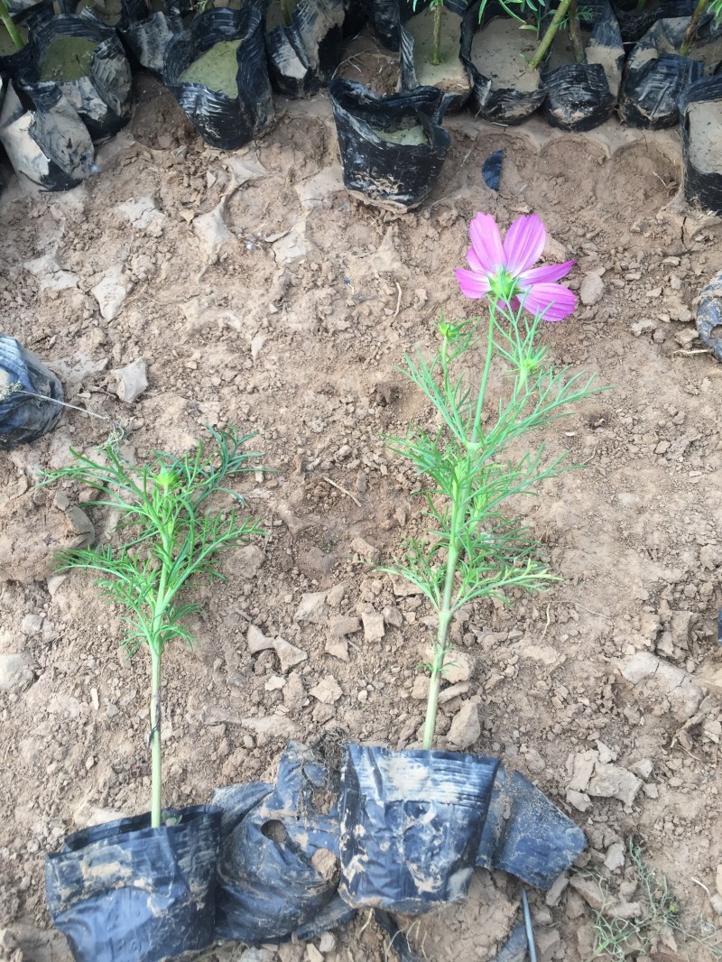 波斯菊自产自销波斯菊农户价格。波斯菊300万处理