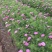 波斯菊自产自销波斯菊农户价格。波斯菊300万处理