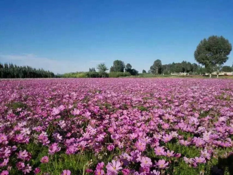 波斯菊自产自销波斯菊农户价格。波斯菊300万处理