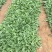 蓝花鼠尾草农户价格蓝花鼠尾草自产自销。600万株