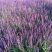 蓝花鼠尾草农户价格蓝花鼠尾草自产自销。600万株
