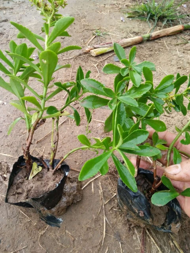 三七景天自产自销三七景天种植基地。100万株