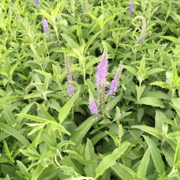 婆婆纳种植基地婆婆纳批发价格