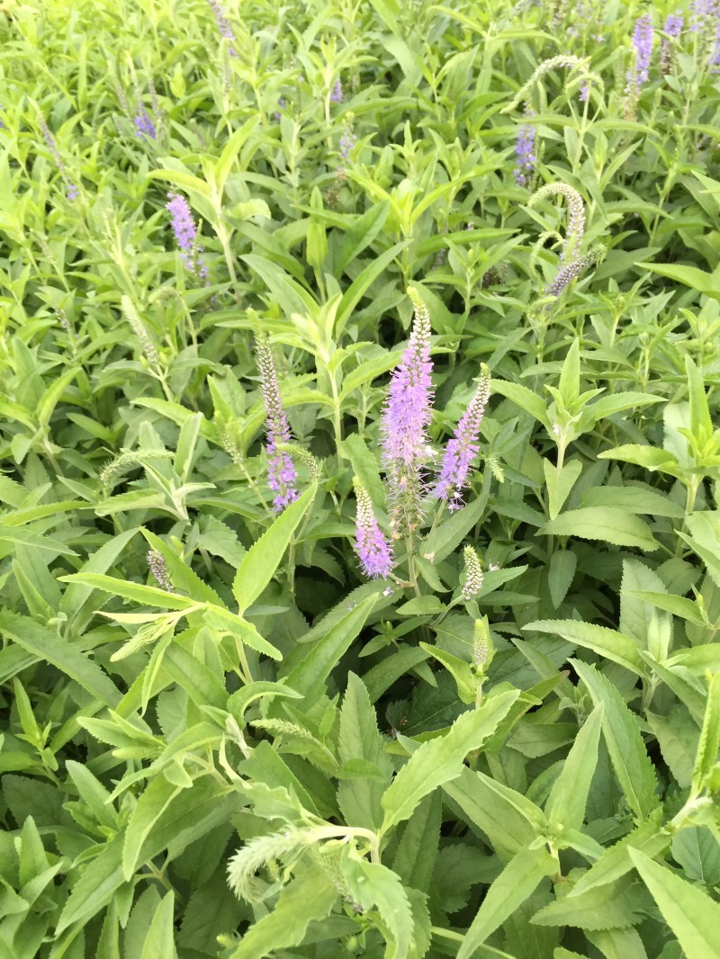 婆婆纳种植基地婆婆纳批发价格