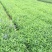 婆婆纳种植基地婆婆纳批发价格