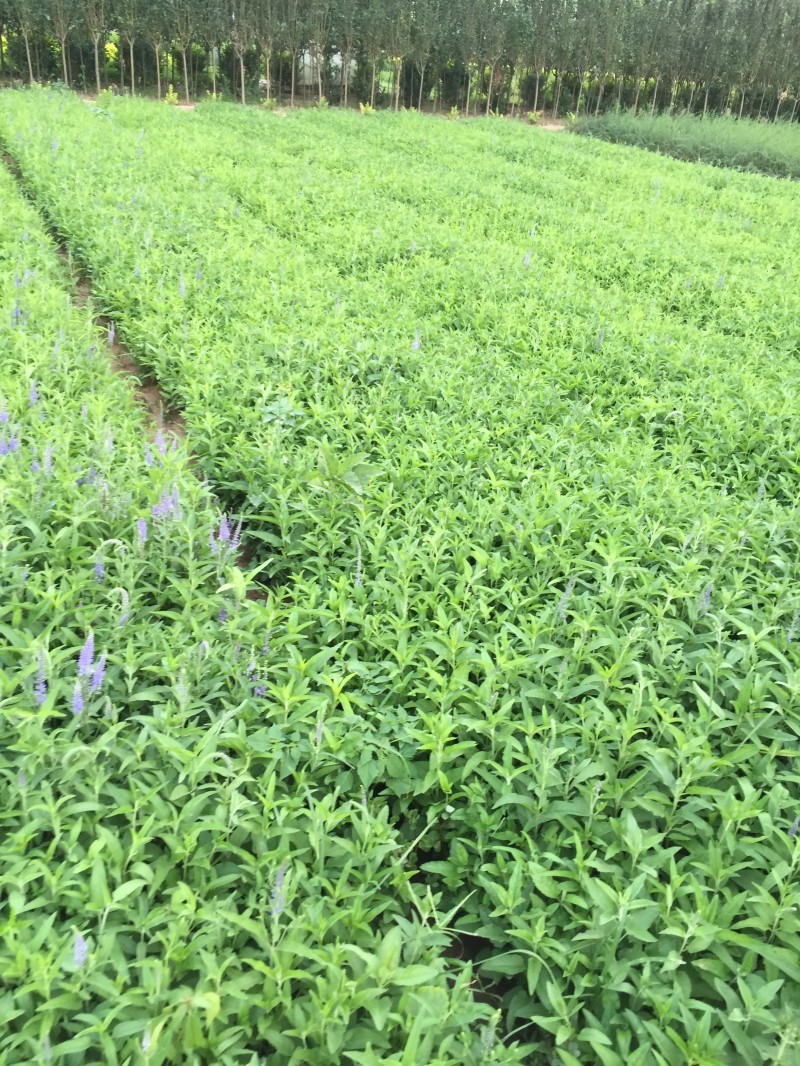 婆婆纳种植基地婆婆纳批发价格